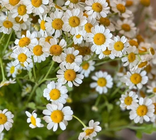 Meet the Makers: Behind Our Botanical Beauty and Curated Spaces